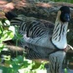 image of bird