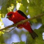 image of bird