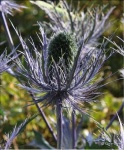 image of alpine_sea_holly #11