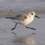 image of animal