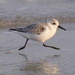 image of sandpiper #12