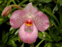 image of hard_leaved_pocket_orchid #47