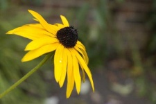 image of flower