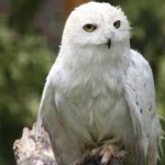 image of bird