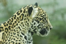 image of jaguar_car