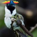 image of bird