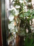 image of walking_stick