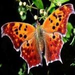 image of animal