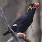 image of bird