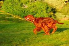 image of irish_setter #9