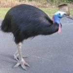 image of bird
