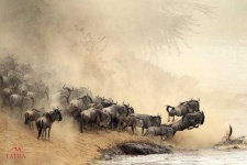 image of animal_migration