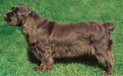 image of sussex_spaniel