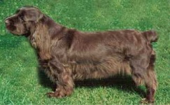 image of sussex_spaniel #9