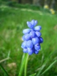 image of flower