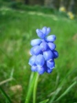 image of grape_hyacinth #20