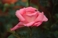 image of rose #32