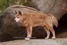 image of dingo
