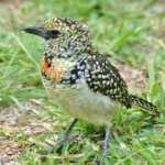 image of bird