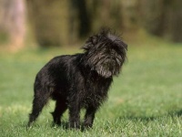 image of affenpinscher