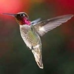 image of bird