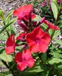 image of flower