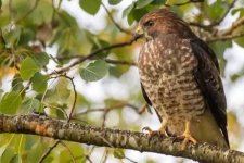 image of hawk