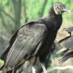 image of bird