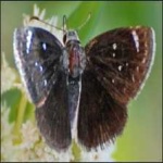 image of animal