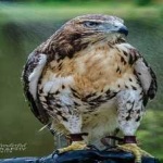 image of bird