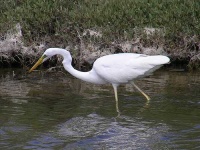 image of american_egret