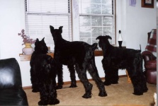 image of giant_schnauzer #13