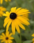 image of flower
