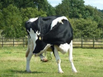 image of animal