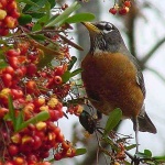 image of robin