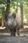 image of boar #27