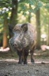 image of animal