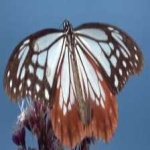 image of animal