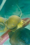 image of snail