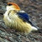 image of bird