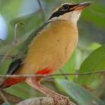 image of indian_pitta #4