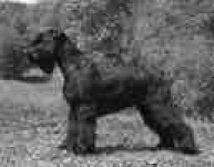 image of giant_schnauzer #25