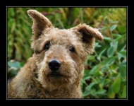 image of airedale