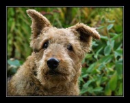 image of airedale #31