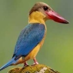 image of bird