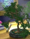image of tree