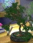 image of bonsai #19