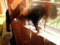 image of affenpinscher