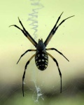 image of garden_spider