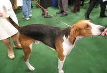 image of english_foxhound